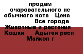 продам очаровательного не обычного кота › Цена ­ 7 000 000 - Все города Животные и растения » Кошки   . Адыгея респ.,Майкоп г.